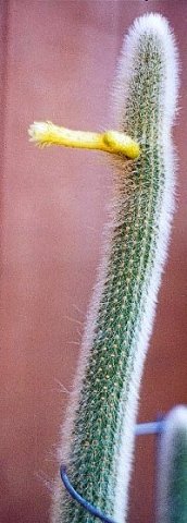 Cephalocleistocactus_ritteri